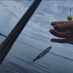 志賀浜での小鮎釣り、魚影は濃いが型は小さめ